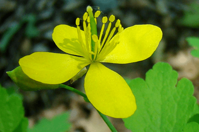 цвет од тревки од celandine за отстранување на папилома